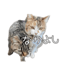 だいぶごま（個別スタンプ：19）