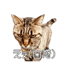 だいぶごま（個別スタンプ：21）