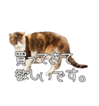 だいぶごま（個別スタンプ：24）