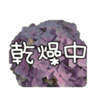 だいぶごま（個別スタンプ：30）