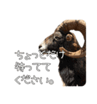 だいぶごま（個別スタンプ：31）