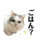 がんぽとえりぽ(日常会話)（個別スタンプ：15）