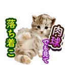 CIT猫助けスタンプ「意外と使いやすい編」（個別スタンプ：3）