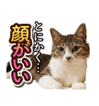 CIT猫助けスタンプ「意外と使いやすい編」（個別スタンプ：5）