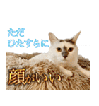 CIT猫助けスタンプ「意外と使いやすい編」（個別スタンプ：6）