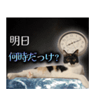 CIT猫助けスタンプ「意外と使いやすい編」（個別スタンプ：7）