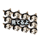 CIT猫助けスタンプ「意外と使いやすい編」（個別スタンプ：14）