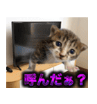 CIT猫助けスタンプ「意外と使いやすい編」（個別スタンプ：18）