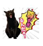CIT猫助けスタンプ「意外と使いやすい編」（個別スタンプ：20）