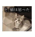 CIT猫助けスタンプ「意外と使いやすい編」（個別スタンプ：21）
