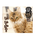 CIT猫助けスタンプ「意外と使いやすい編」（個別スタンプ：23）