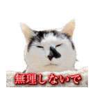 CIT猫助けスタンプ「意外と使いやすい編」（個別スタンプ：24）