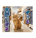 CIT猫助けスタンプ「意外と使いやすい編」（個別スタンプ：26）