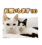 CIT猫助けスタンプ「意外と使いやすい編」（個別スタンプ：27）
