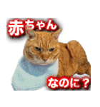 CIT猫助けスタンプ「意外と使いやすい編」（個別スタンプ：28）