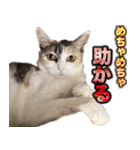 CIT猫助けスタンプ「意外と使いやすい編」（個別スタンプ：31）