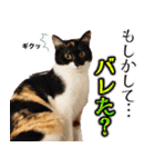 CIT猫助けスタンプ「意外と使いやすい編」（個別スタンプ：32）