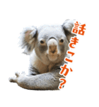 【公式】東山動植物園のコアラです（個別スタンプ：1）