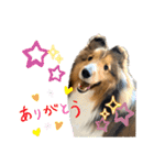 シェルティのアル★（個別スタンプ：2）