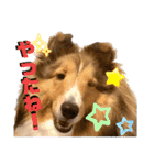 シェルティのアル★（個別スタンプ：3）