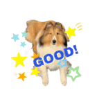 シェルティのアル★（個別スタンプ：4）