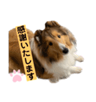 シェルティのアル★（個別スタンプ：5）