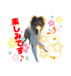 シェルティのアル★（個別スタンプ：8）