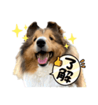 シェルティのアル★（個別スタンプ：10）