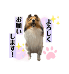 シェルティのアル★（個別スタンプ：12）