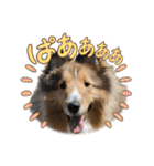 シェルティのアル★（個別スタンプ：13）