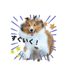 シェルティのアル★（個別スタンプ：14）