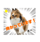 シェルティのアル★（個別スタンプ：15）