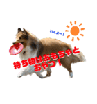 シェルティのアル★（個別スタンプ：17）