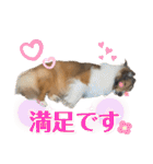 シェルティのアル★（個別スタンプ：26）