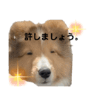 シェルティのアル★（個別スタンプ：30）