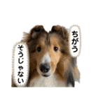 シェルティのアル★（個別スタンプ：31）
