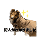 シェルティのアル★（個別スタンプ：35）