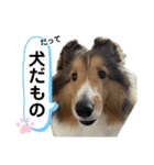 シェルティのアル★（個別スタンプ：39）