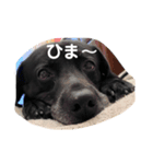すきなわんわん（個別スタンプ：3）