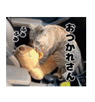 うちの猫のニャンニャン2（個別スタンプ：1）