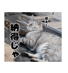 うちの猫のニャンニャン2（個別スタンプ：11）