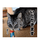 うちの猫のニャンニャン2（個別スタンプ：15）