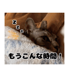 うちの猫のニャンニャン2（個別スタンプ：22）