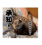 うちの猫のニャンニャン2（個別スタンプ：33）