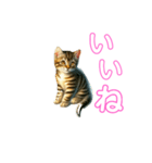毎日使える子猫ちゃん can use every day（個別スタンプ：2）