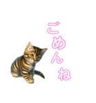 毎日使える子猫ちゃん can use every day（個別スタンプ：7）