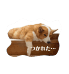 うちのコーギーと天使ねこ（個別スタンプ：1）