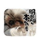 シーズー犬るな（個別スタンプ：28）