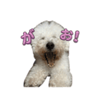 わかば＆おにぎりプリティケダマーズ（個別スタンプ：11）