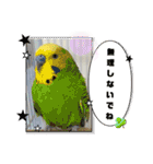 鳥仲間スタンプ（個別スタンプ：27）